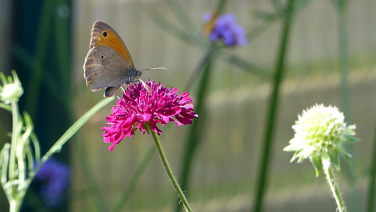 Ein Schmetterling sitzt auf einer pinken Blüte.
