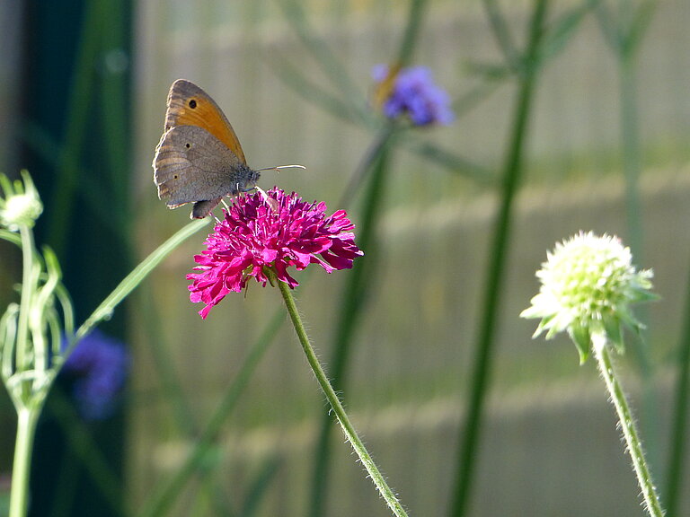 Ein Schmetterling sitzt auf einer pinken Blüte.