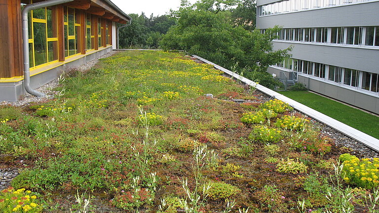 Bild einer Dachbegrünung in Altdorf: Eine ebene Dachfläche, die nahezu komplett mit Mos, Grad und anderen Pflanzen bewachsen ist. 