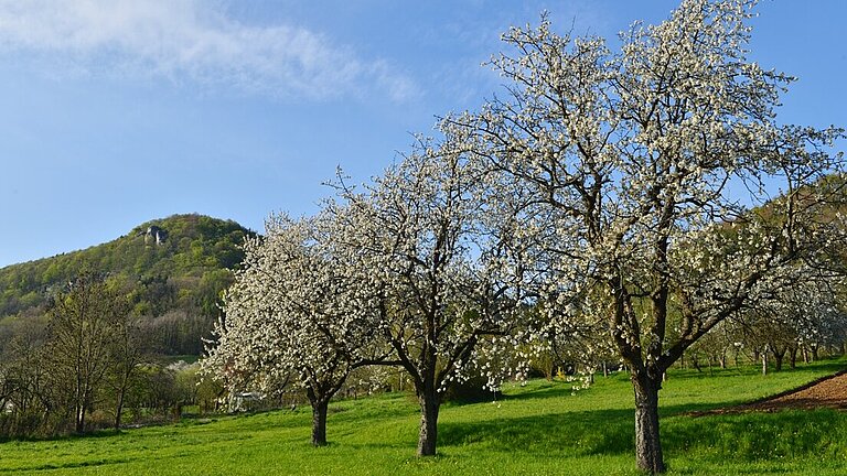 Eine grüne, leicht abschüssige Wiese mit Obstbäumen. Im Hintergrund erheben sich vor einem blauen Himmel grün bewachsene Hügel.