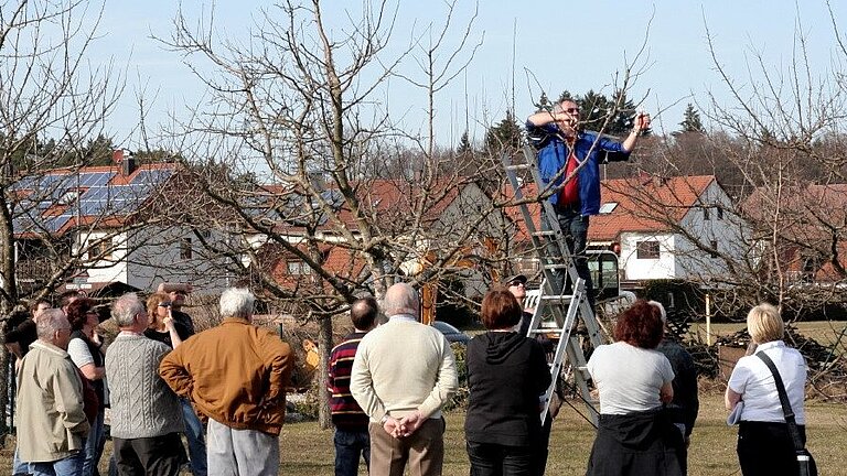 Ein Mann steht auf einer Leiter und schneidet die Äste eines Baumes. Vor ihm stehen einige Zuschauer.