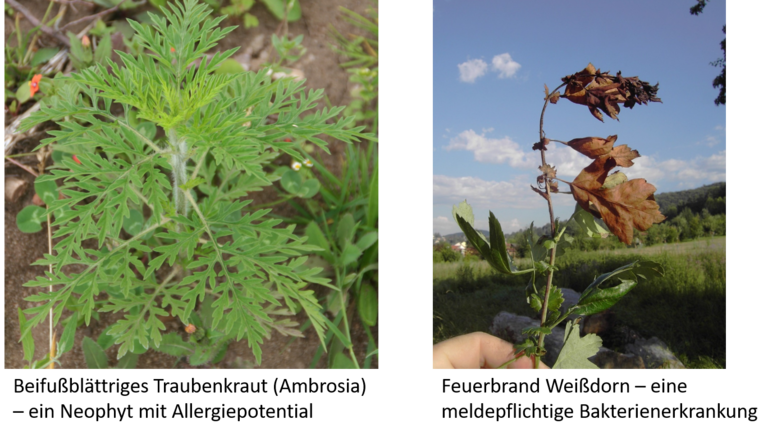 Zwei Bilder: Auf einem die Ambrosiapflanze, auf dem anderen der Feuerbrandbefall